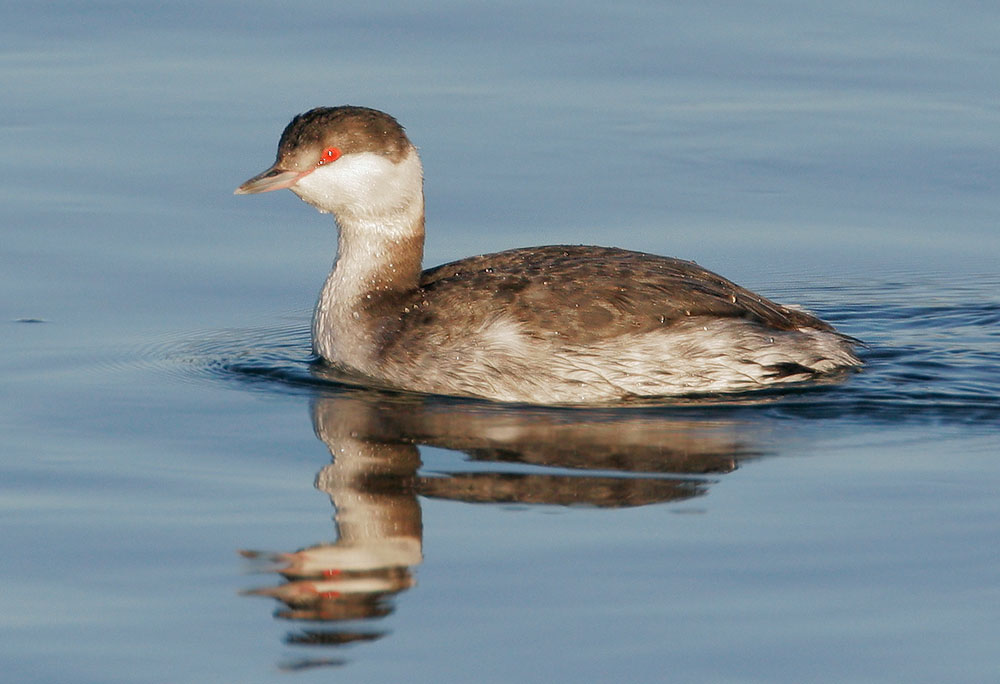 Horned Grebe