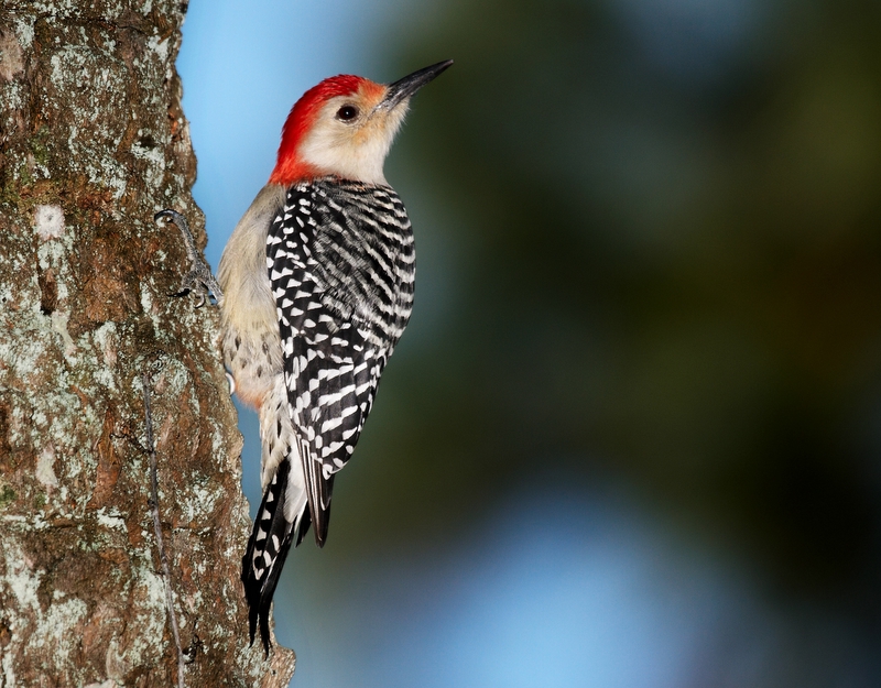 Red Bellied Woodpecker