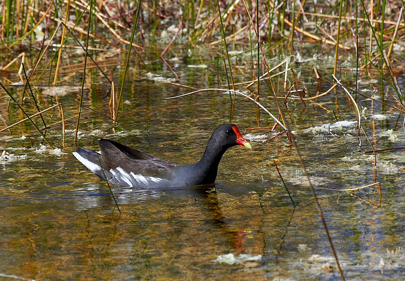 Common Moorhen