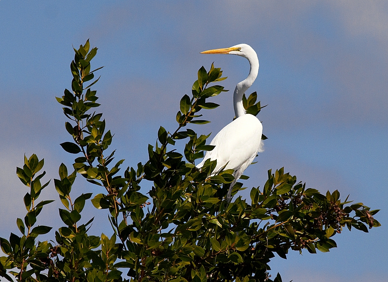 Up a Tree