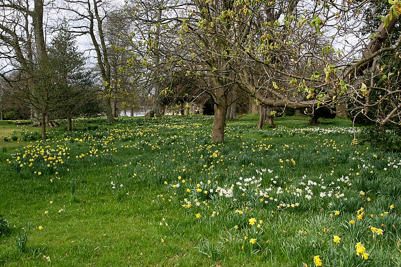 Daffodil Meadow