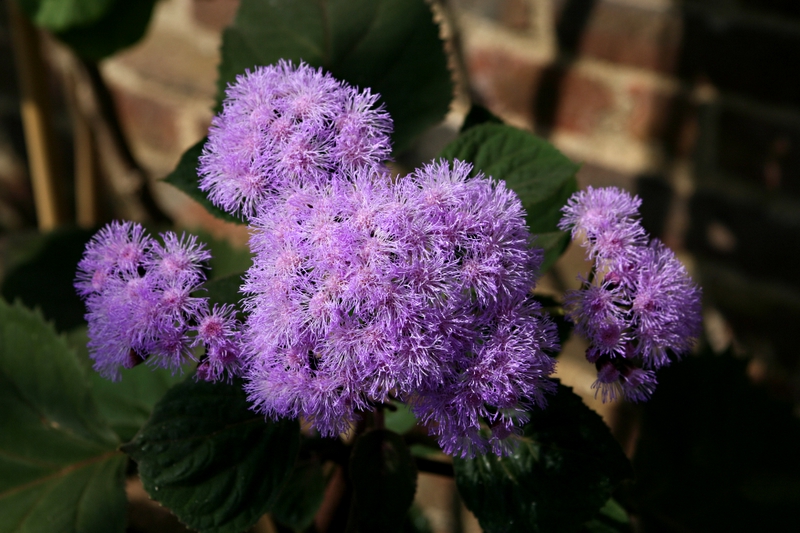 Purple Haze