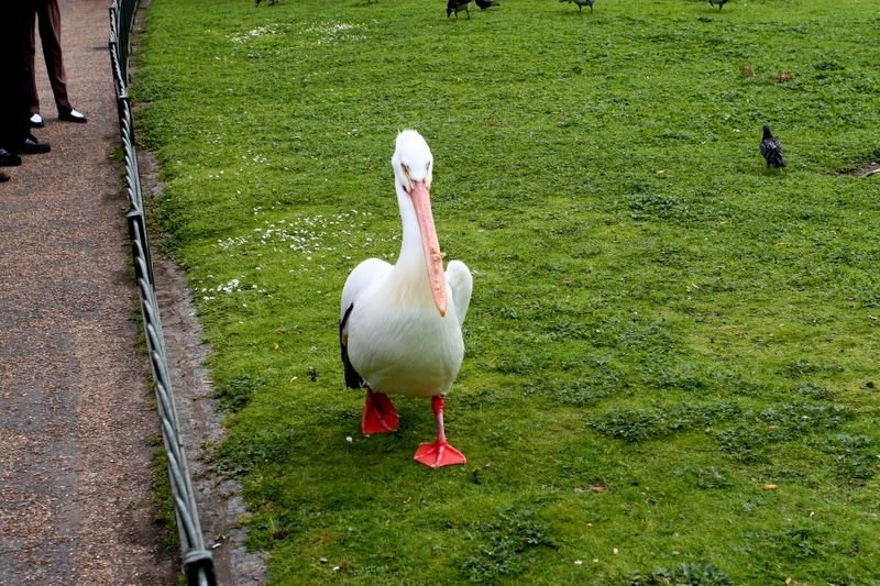 The Pelican King of St. James Park