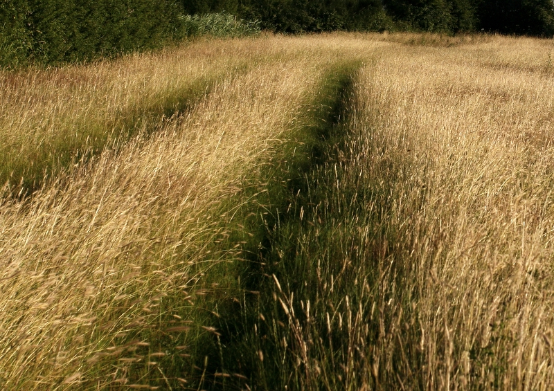 Tracks