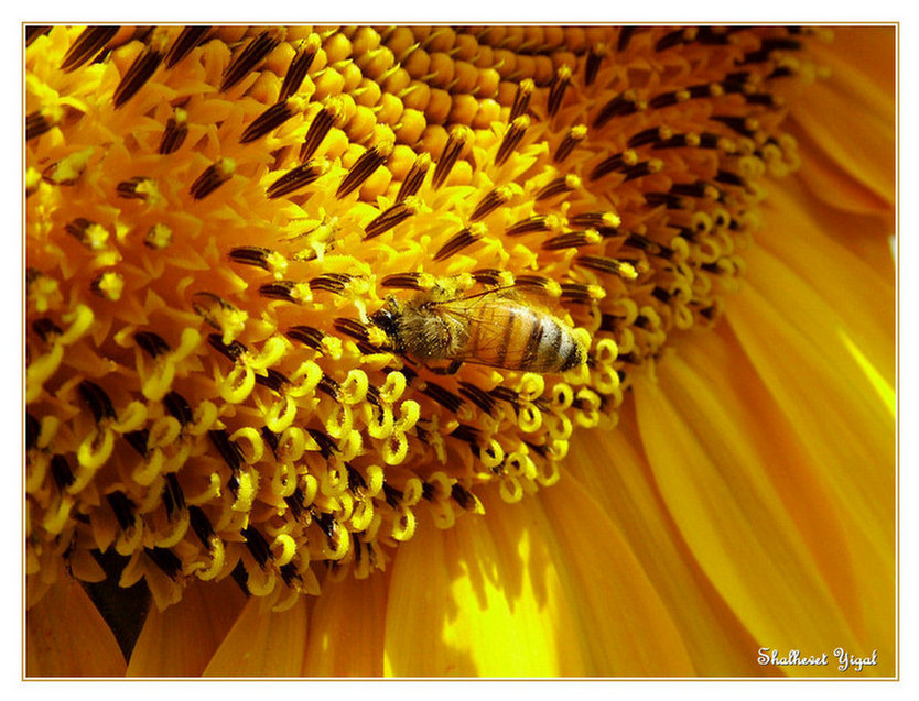 Sunflower  235.jpg