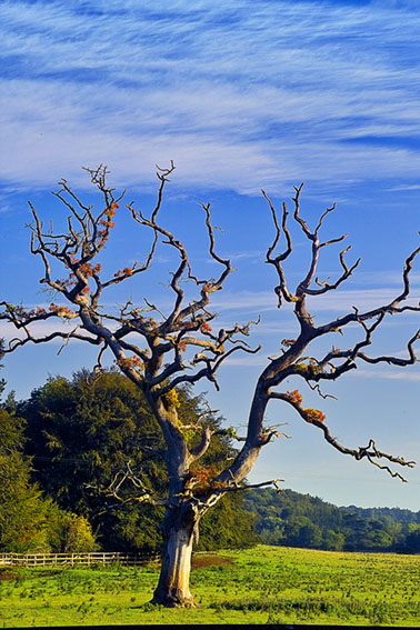 M Juliet Old Tree.jpg