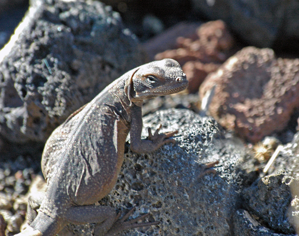 Chuckwalla at the Pisgah Crater