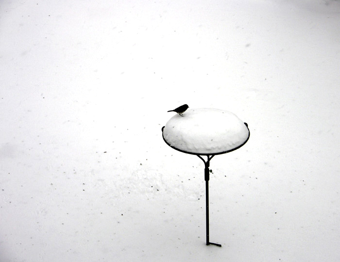 snowbird