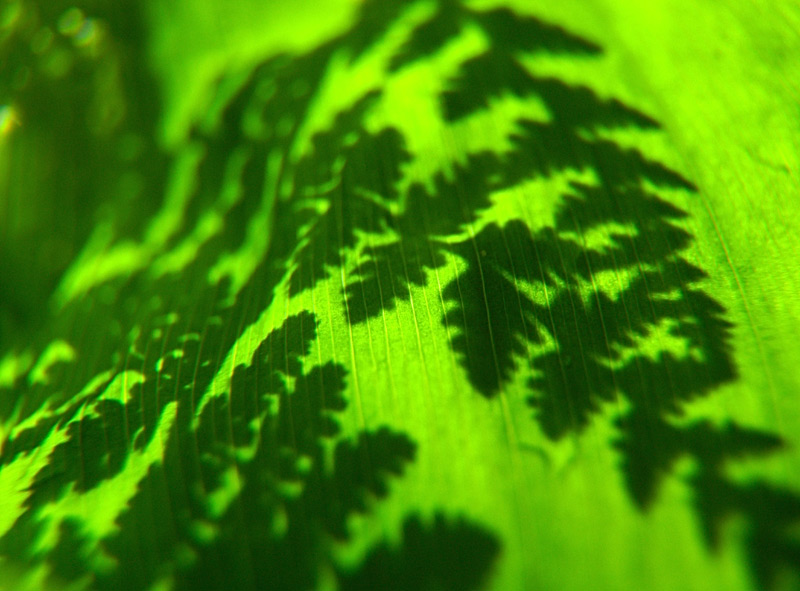 fernshadow