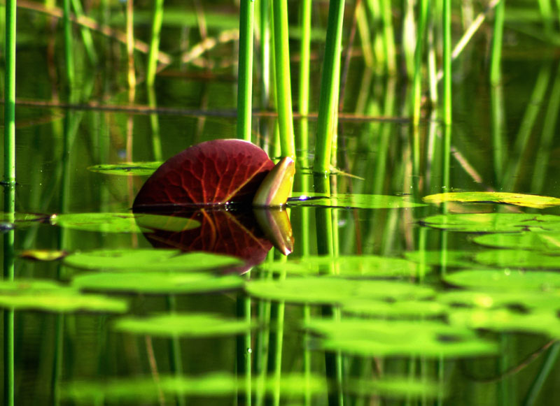 endangered species  the red lilyfish