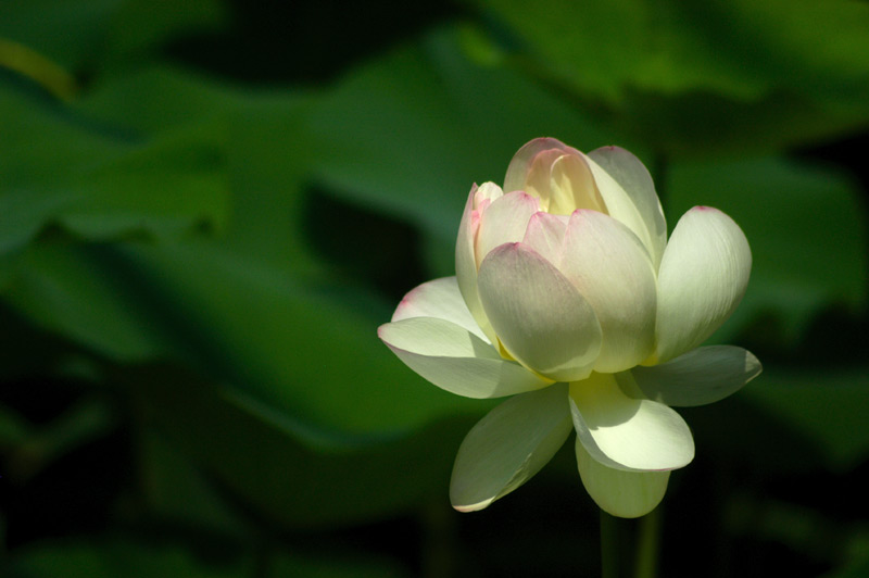 The Day of the Lotus 131