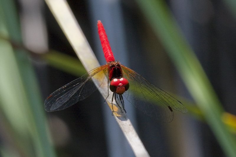 <i>Nannophya pygmaea</i> <br>Scarlet Dwarf