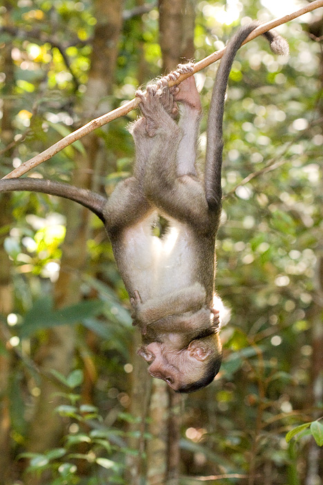 <i>Macaca fascicularis</i><br> Crab-eating Macaque