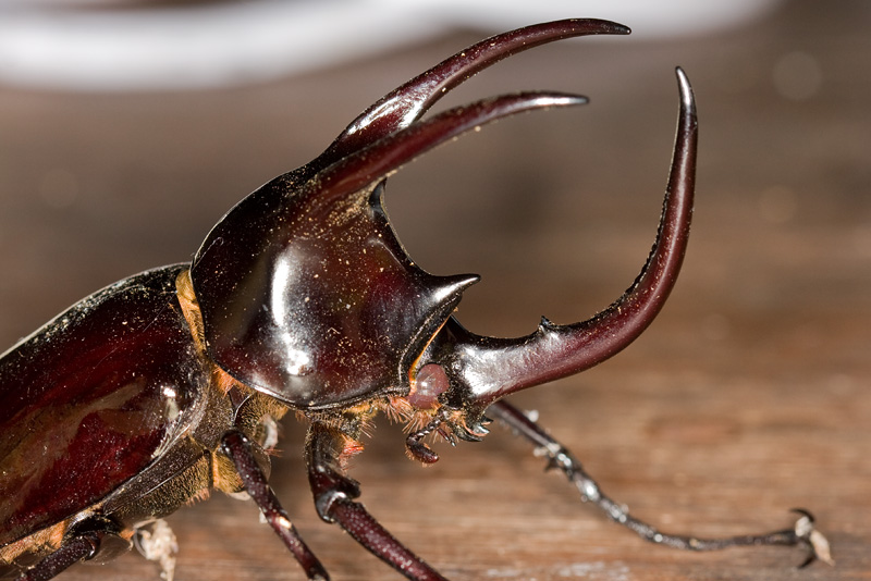 Rhinoceros beetleChalcosoma caucasus[Male]