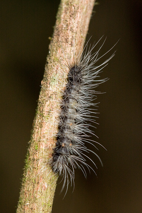 Caterpillar [Unidentified]