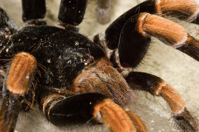 <i>Brachypelma mesomelas</i> <br>Orange-Kneed Tarantula