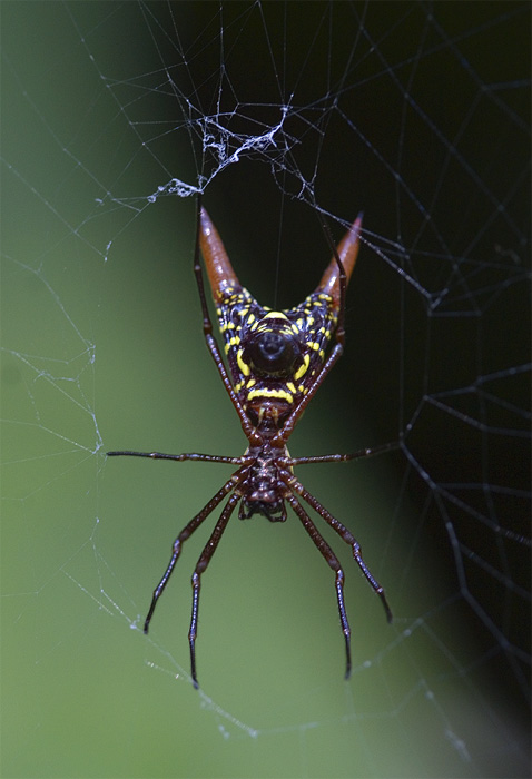 <i>Micrathena sagittata</i><br>Arrow-shaped Micrathena