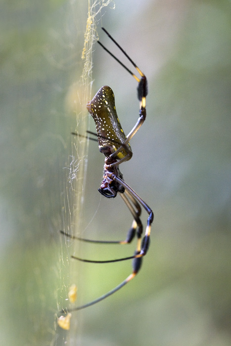 <i>Nephila clavipes</i><br>Golden Orb Spider