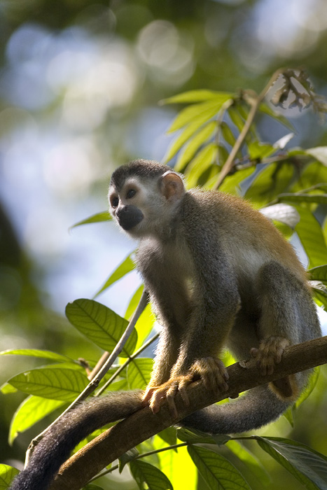 <i>Saimiri oerstedii</i><br>Central American Squirrel Monkey