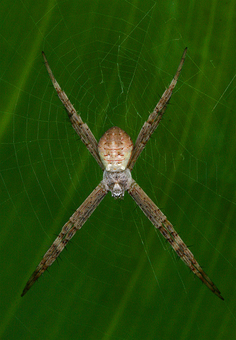 <i>Argiope keyserlingi</i> </br>St. Andrews Cross