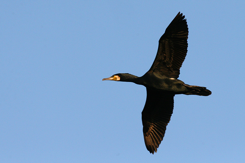 <i>Phalacrocorax carbo</i> </br>Great Cormorant