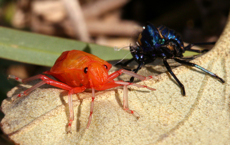 <i>Tectocoris diophthalmus</i> </br>Cotton Harlequin Bug