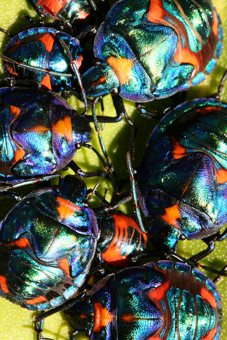<i>Tectocoris diophthalmus</i> </br>Cotton Harlequin Bug