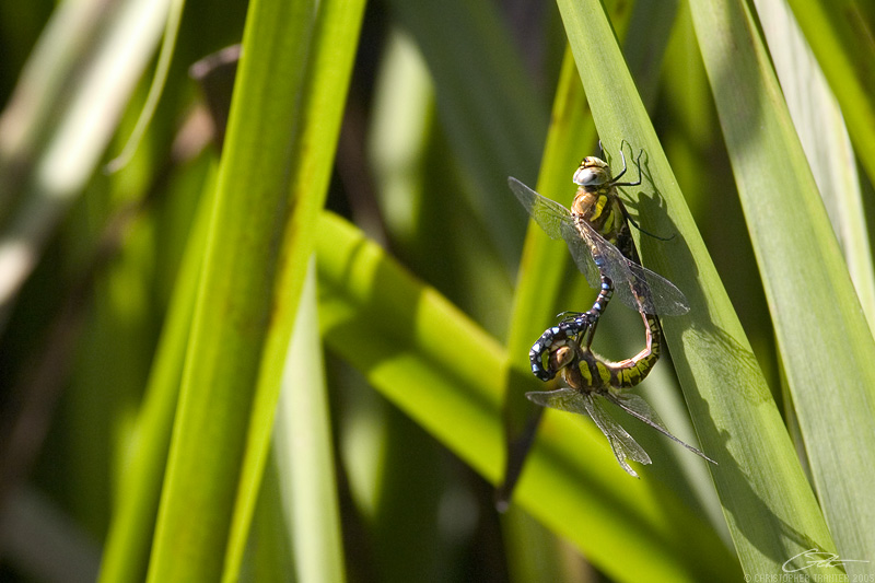 <i>Aeshna mixta</i></br> Migrant Hawker [pair]