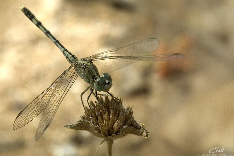 <i>Diplacodes trivialis</i><br>Chalky Percher