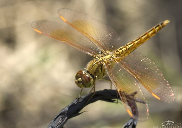 <i>Brachythemis contaminata</i>