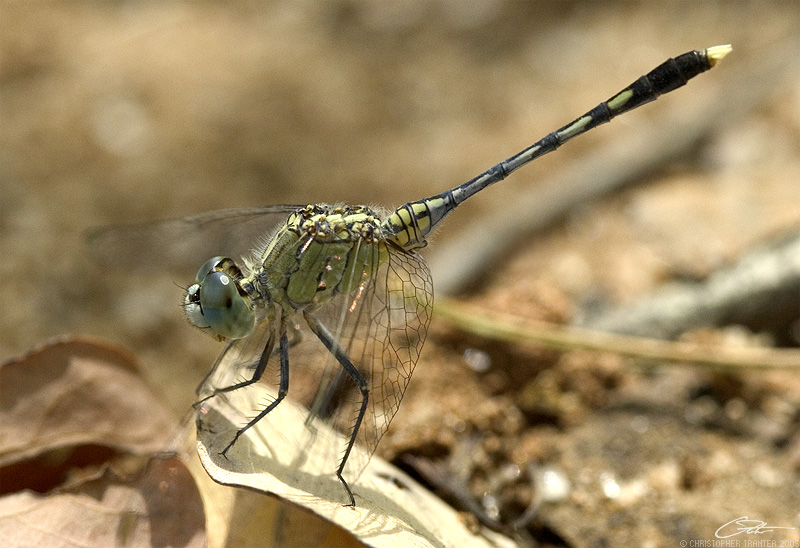 <i>Diplacodes trivialis</i><br>Chalky Percher