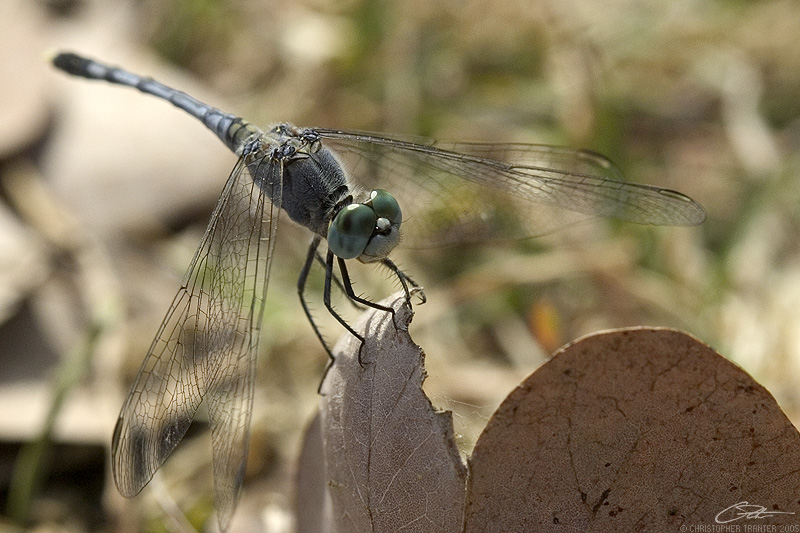 <i>Diplacodes trivialis</i>