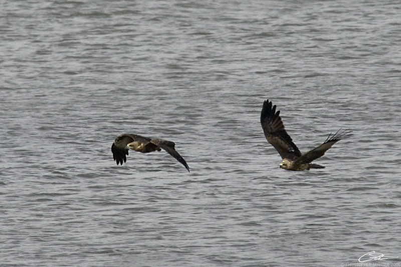 <i>Haliaeetus leucogaster</i></br>White-bellied Sea Eagle