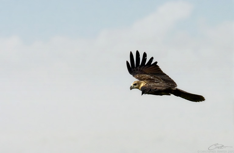 <i>Haliaeetus leucogaster</i></br>White-bellied Sea Eagle [juvenile]