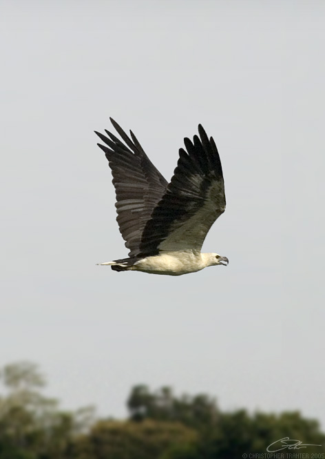 <i>Haliaeetus leucogaster</i></br>White-bellied Sea Eagle