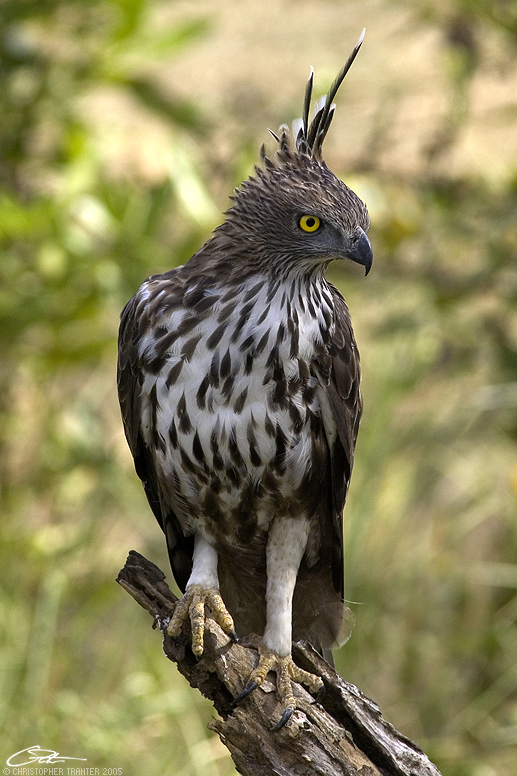 <i>Spizaetus cirrhatus</i></br>Changeable Hawk Eagle