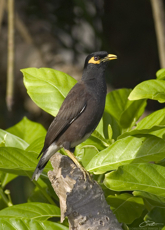 <i>Acridotheres tristis</i></br>Common Myna