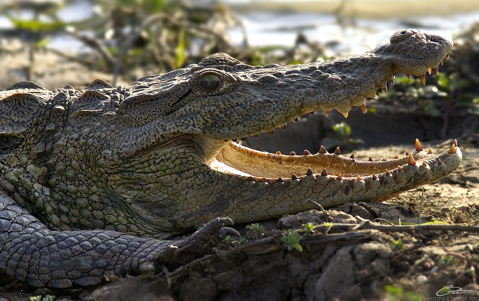 <i>Crocodylus palustris</i></br>Mugger Crocodile