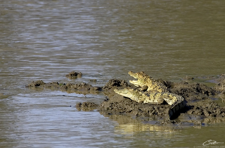 <i>Crocodylus palustris</i></br>Mugger Crocodile