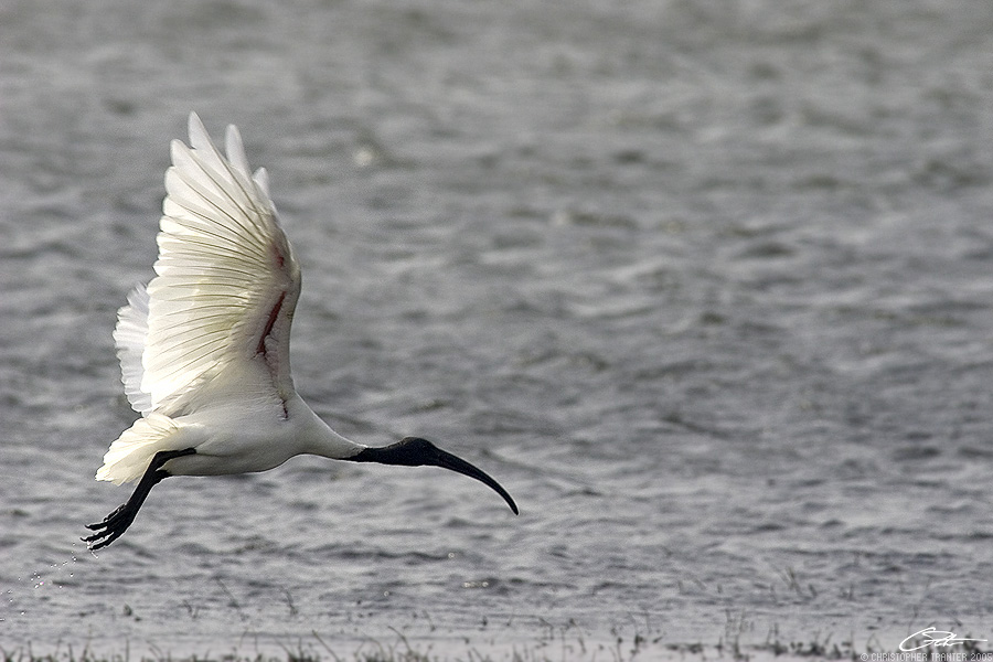 <i>Threskiornis melanocephalus</i> </br>Black-headed Ibis