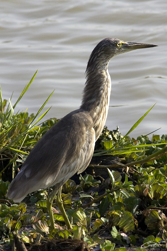 <i>Ardeola grayii</i> </br>Indian Pond Heron