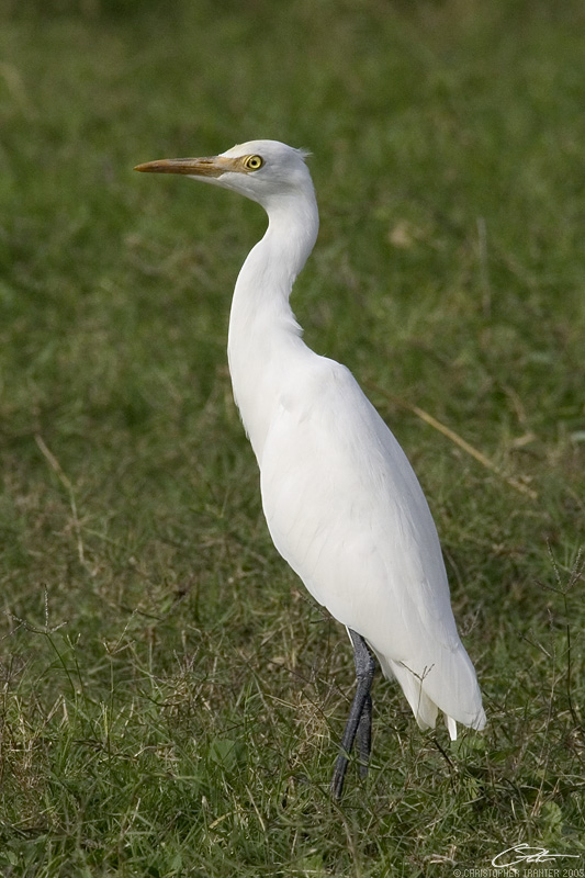 <i>Mesophoyx intermedia</i> </br>Intermediate Egret