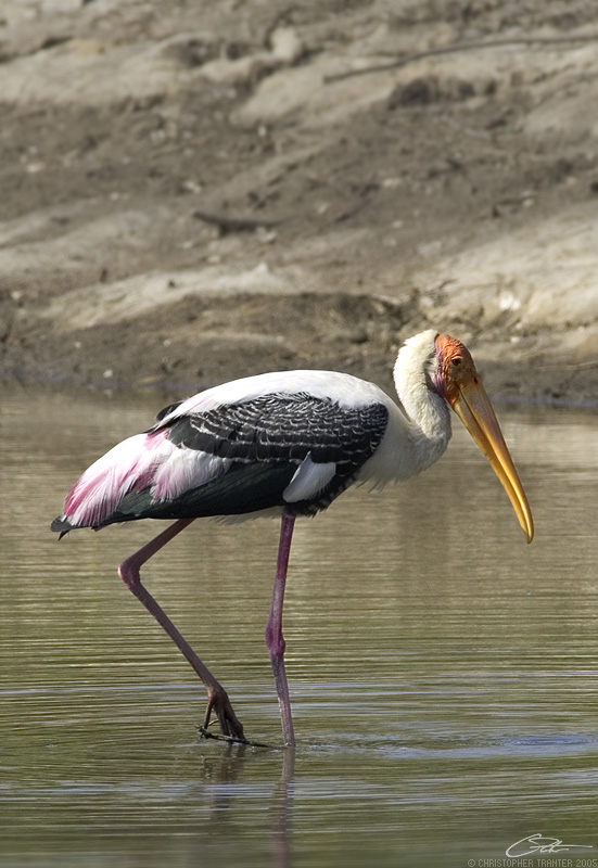 <i>Mycteria leucocephala</i> </br>Painted Stork