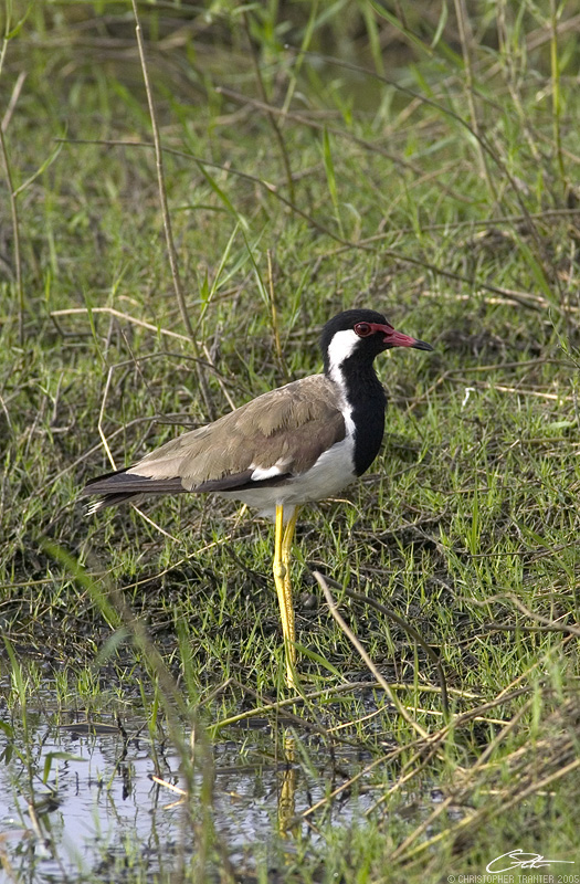 <i>Vanellus indicus </i></br>Red-Wattled Lapwing