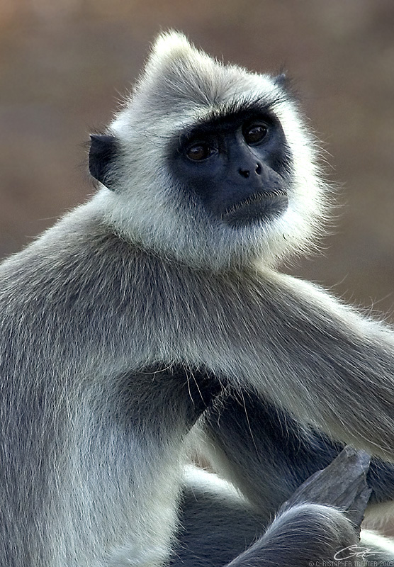 <i>Semnopithecus priam</i> </br> Tufted Gray Langur