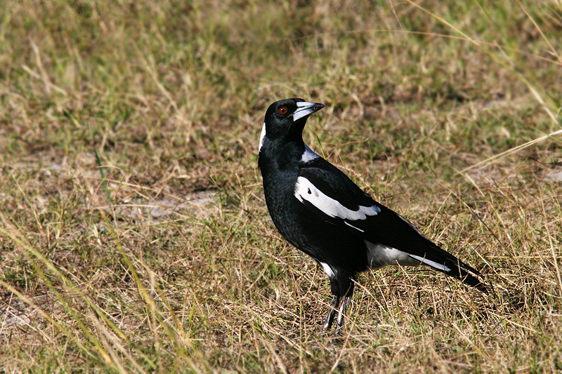 <i>Gymnorhina tibicen</i> </br>Australian Magpie