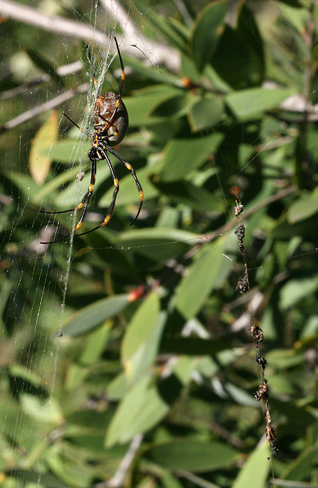 <i>Nephila plumipes</i> </br>Golden Orb-weaving Spider