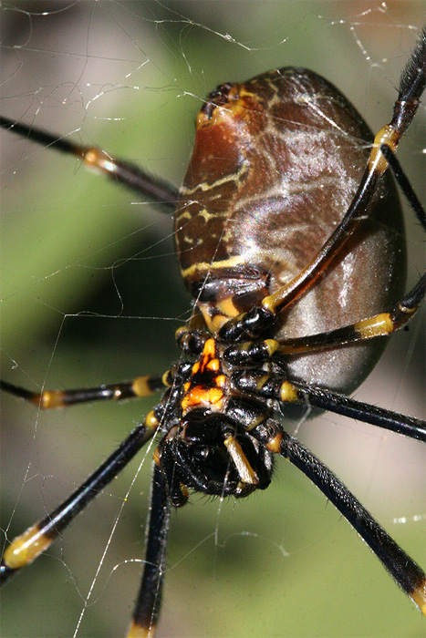 <i>Nephila plumipes</i> </br>Golden Orb-weaving Spider