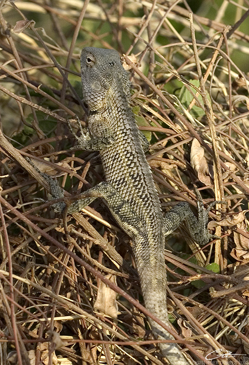 <i>Calotes versicolor</i>