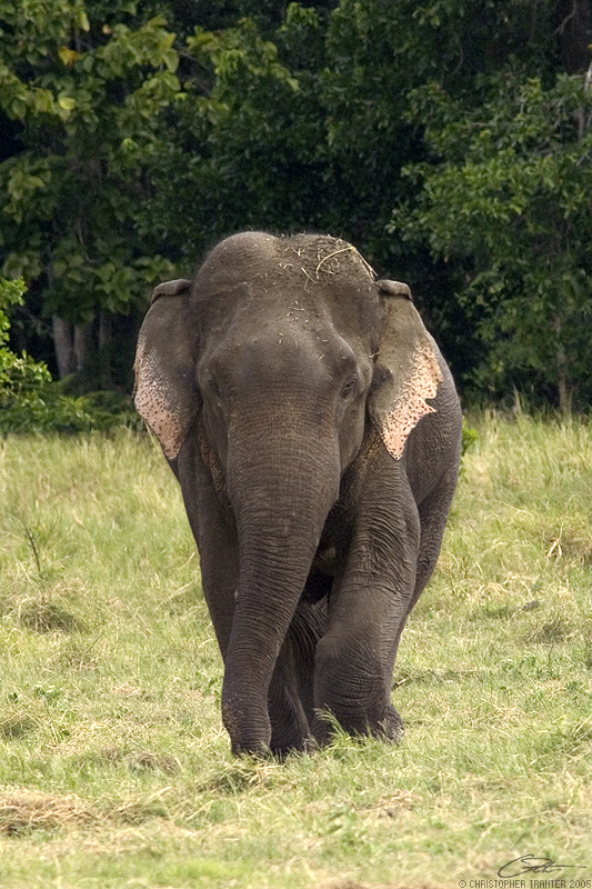 <i>Asian Elephant</i> </br>Elephas maximus